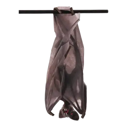 Fledermaus mit gefalteten Flügeln - 52 X 24 X 15 CM