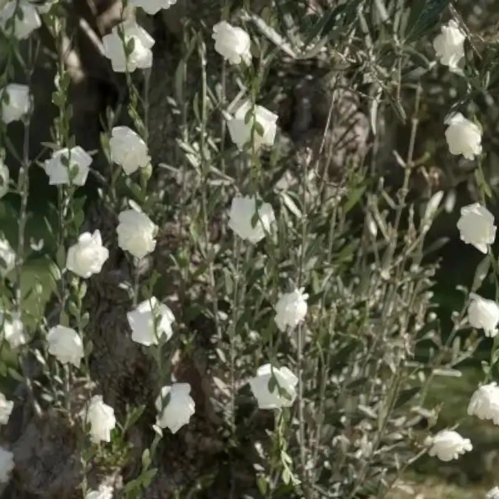 Girlande aus weißen Rosen - ø 50mm / 120cm