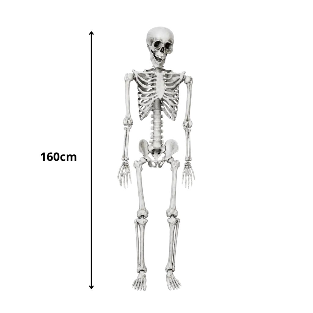 RIESENSKELETT - MENSCHLICHE GRÖSSE - 160CM