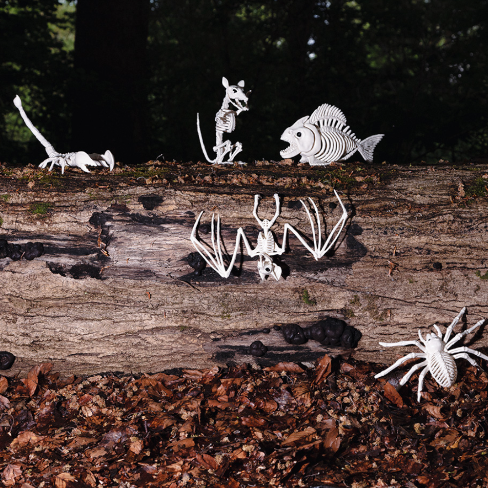 Skorpion-Skelett 33 x 14 x 8 cm – Halloween-Dekoration