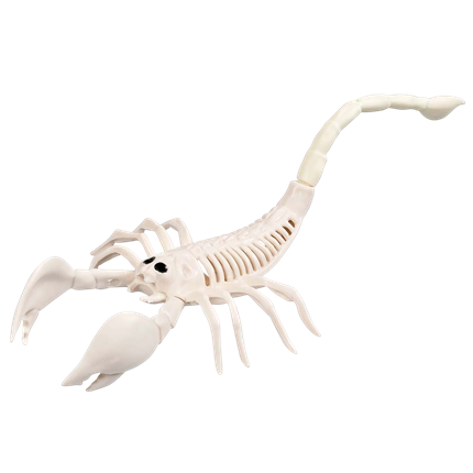 Skorpion-Skelett 33 x 14 x 8 cm – Halloween-Dekoration