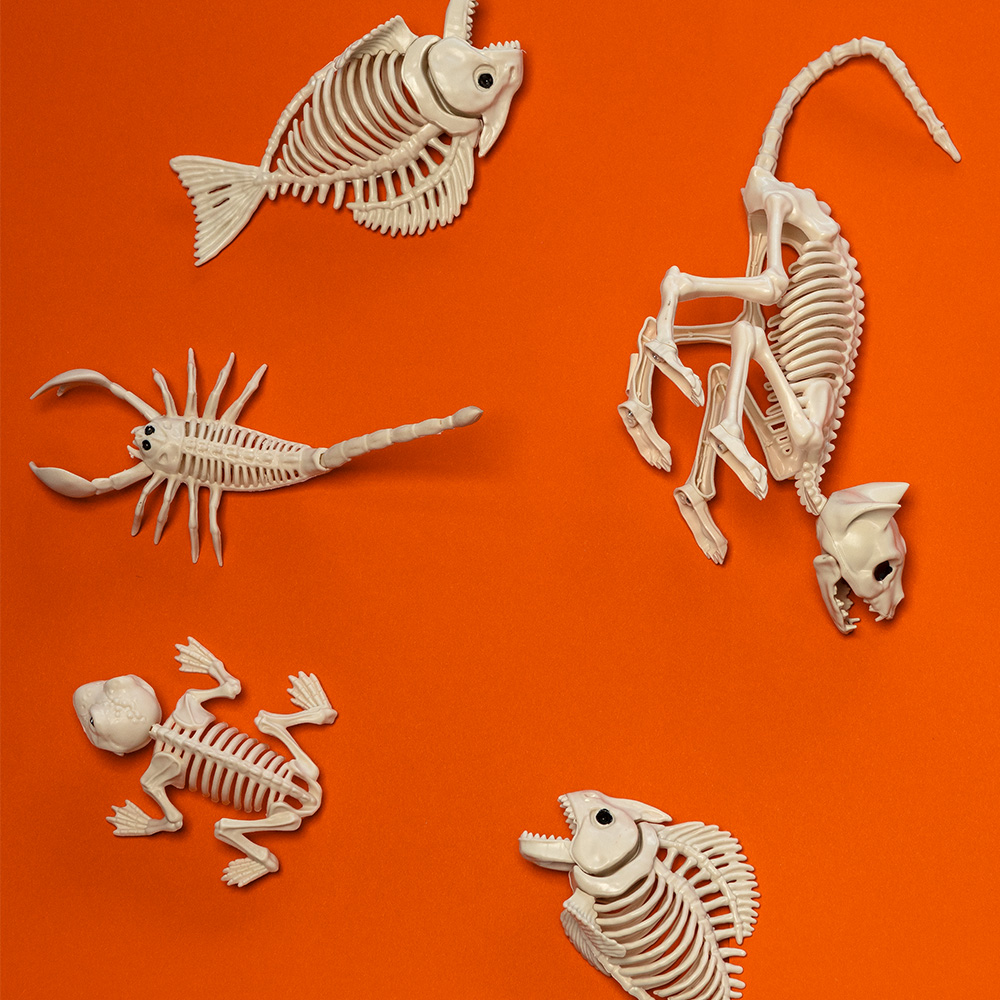 Katzen-Skelett 49 x 18 x 14 cm – Halloween-Dekoration