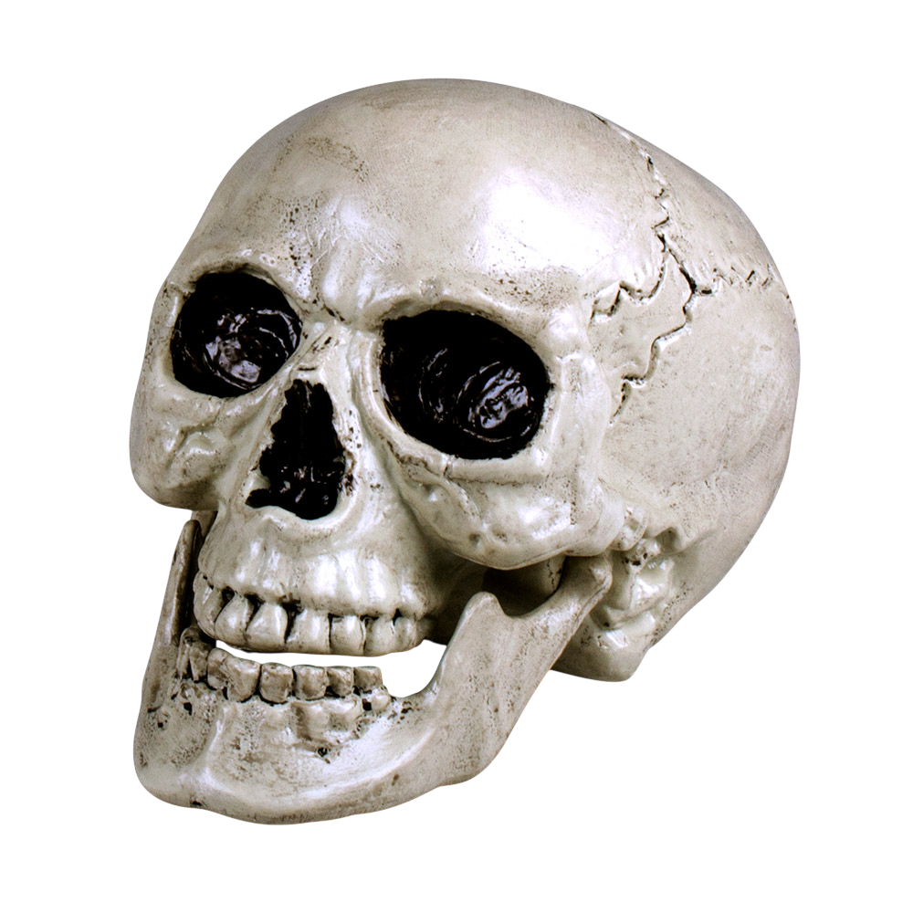 Weißer Totenkopf mit beweglichem Kiefer, 24 cm – Halloween-Dekoration