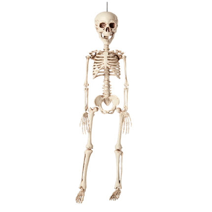 Hängendes Skelett, 40 cm – Halloween-Dekoration